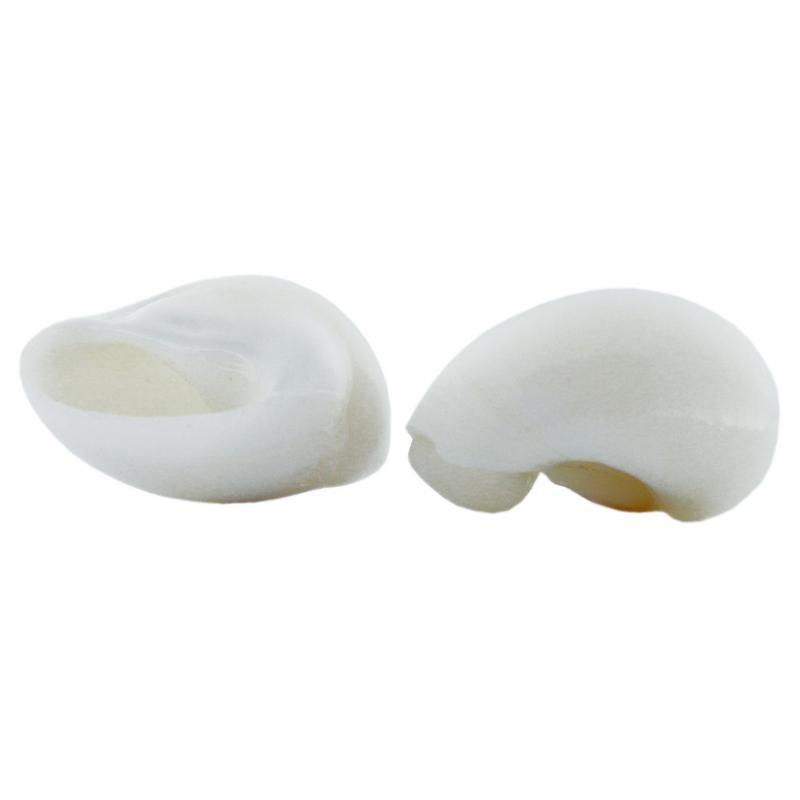 MAR Caracoles Natica Blanca "Moon Shell" x 100 gr